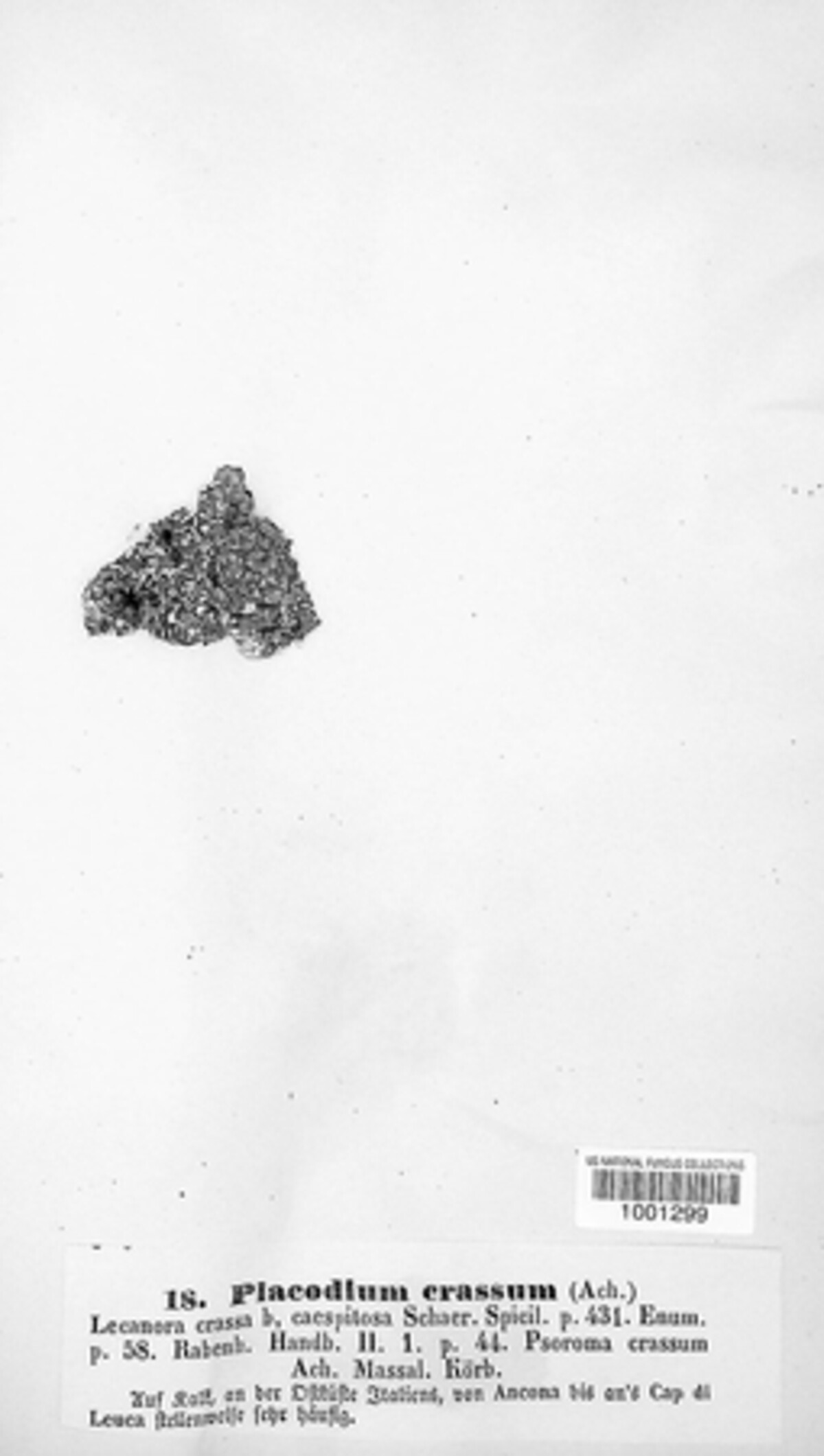 Squamarina cartilaginea image